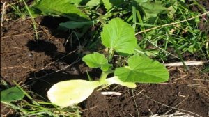 Как облегчить обработку  целины.  Оригинальные способы.