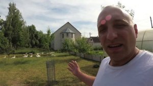 Гуси уничтожат вам всю траву и деревья,или есть способ этого избежать.