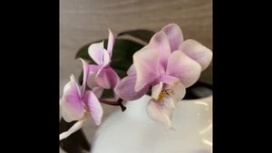 Фаленопсис Jiaho's Pink Girl