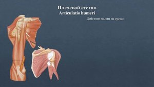 Анатомия плечевого сустава: строение, классификация, фиксирующий аппарат, движения