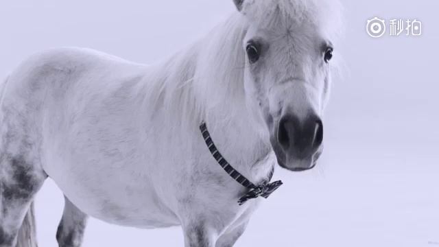 NEW Ninebot Plus Hoverboard  Ninebot Srbija