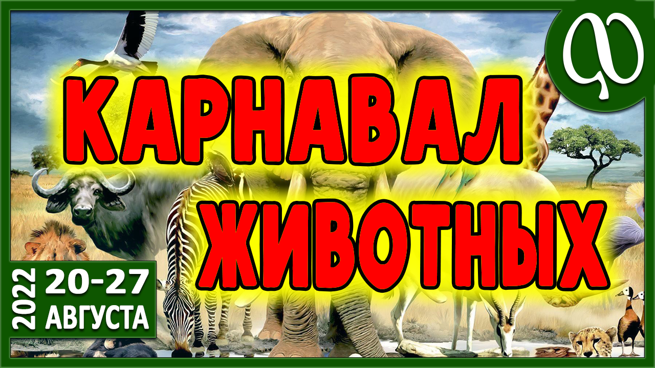 КАРНАВАЛ ЖИВОТНЫХ. Тройной РЕСЕТ по превращению. Расписание тренировок, медитаций, перекусов.