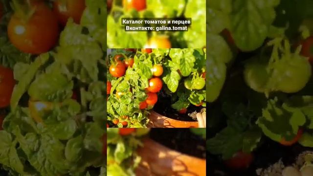 КОМНАТНЫЕ ТОМАТЫ ???#семенатоматов#дача#помидоры