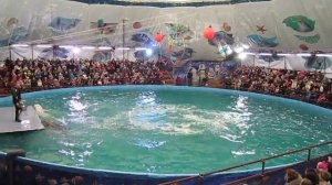 Дельфинарий на Притыцкого. Дельфины прыгают из воды