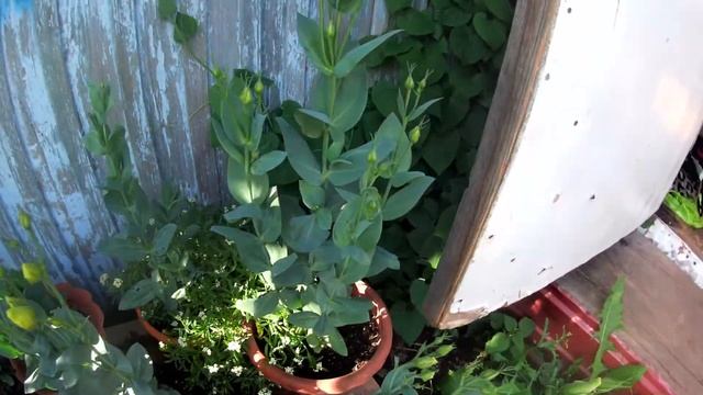 Мои цветы и хвойники! Сад БЛАГОУХАЕТ красотой!❤️ смотреть онлайн