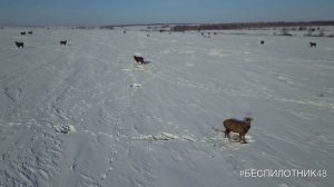 Парк Олений - пятнистый и благородный олень, лань, вятская лошадь