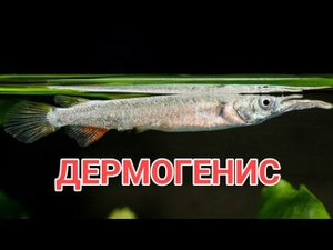 ДЕРМОГЕНИС. УХОД, СОДЕРЖАНИЕ, СОВМЕСТИМОСТЬ, КОРМЛЕНИЕ И РАЗМНОЖЕНИЕ