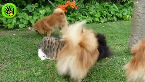 Приколы с собаками породы шпиц