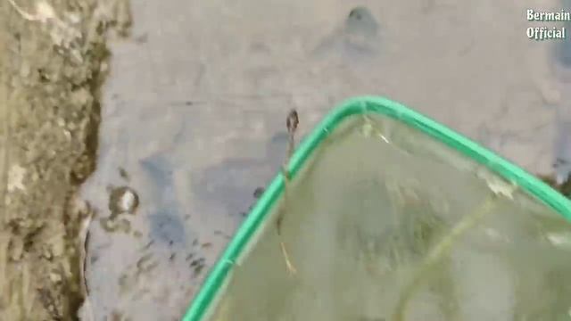 Find Koi Fish, Ornamental Fish, Chef Fish, Starfish, Sharks, Saw Fish, Crocodiles, Part159 смотреть онлайн