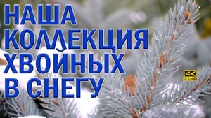 Декоративные хвойные под снегом - коллекция. Названия подписаны.  ????❄️?❄️