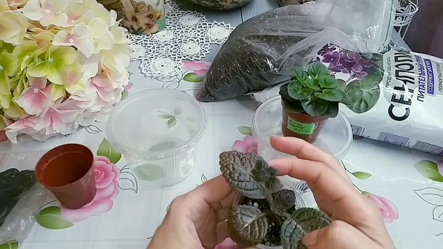 Все о фитильном поливе. Часть 1