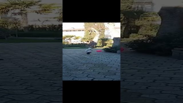 Лия и шарик