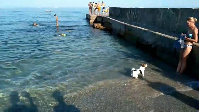 Собаки ныряют в море смотреть онлайн