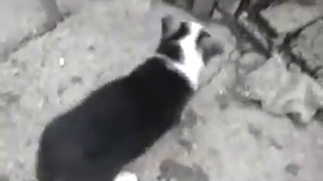 Пират : ) смотреть онлайн