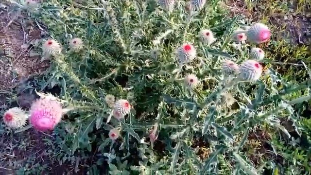 Татарник колючий или чертополох цветет Tartar prickly or thistle blooms