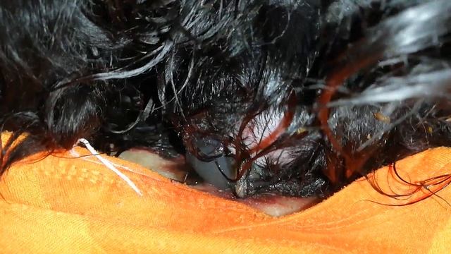 Роды у собаки. Русский спаниель. Рождение щенков. смотреть онлайн