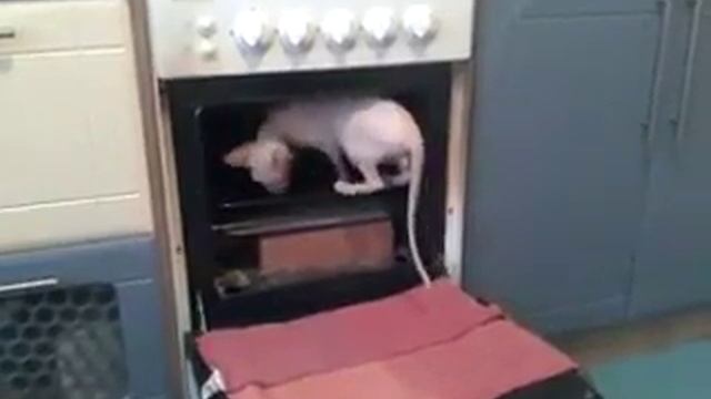Сфинкс и тепло. Соник включает себе духовку)))