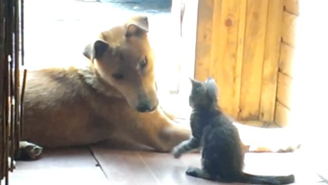 Собака против Льва. смотреть онлайн