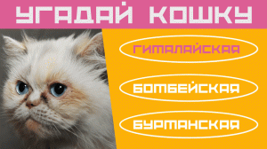 Кошки ? Тест на знание пород кошек ? Домашние кошки ❤ Подпишись на канал Дом тестов