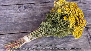 Как вывести блох у кошки в домашних условиях