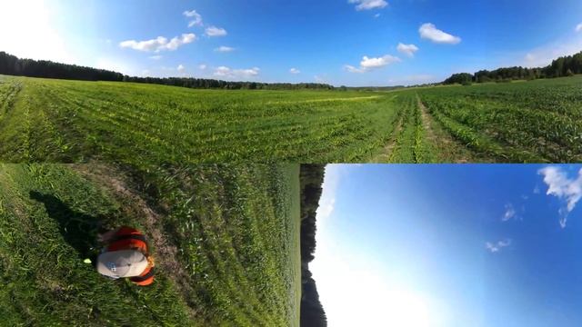 Панорамное Видео 360 VR 4K для очков виртуальной реальности. Гуляю по кукурузному полю. Красота