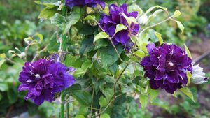 Клематис Шин Шигоку: великолепный и вместе с тем неприхотливый сорт