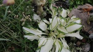 ХОСТЫ.ОБЗОР. Показываю какие хосты растут у меня в саду.