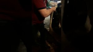 Как узнать стельная корова или нет...