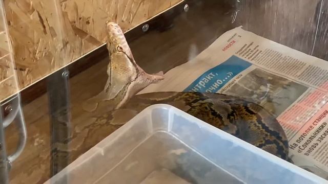 Сетчатый питон зевает смотреть онлайн