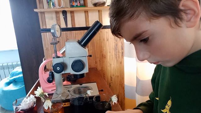 Эксперимент движение питательных веществ по растениям(цветам)