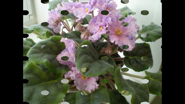 Мои домашние цветы - 2 авт.Петрова Т.В. смотреть онлайн