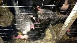 Кадилэнд. Кормление кур. Хозяйство.