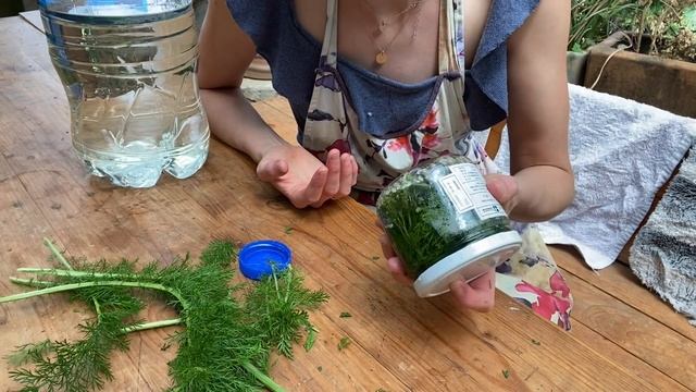 ?Milenrama ?(Achillea millefolium)? | qué es + beneficios смотреть онлайн