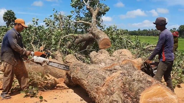 Cutting Big Java Plum Tree Stihl Chainsaw Wood Cutting Machine смотреть онлайн