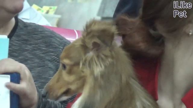 Как ухаживать за шелти? смотреть онлайн