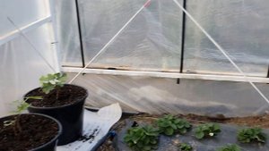 Инжир в горшках в теплице и на улице.