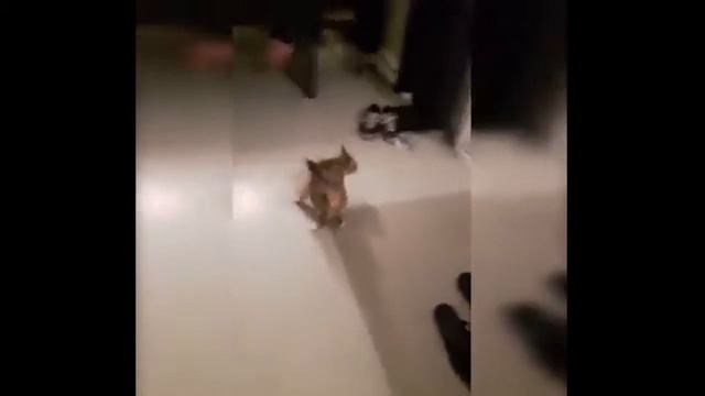 Приколы. Самое смешное видео. Смешные животные. 2017 Апрель №18 смотреть онлайн