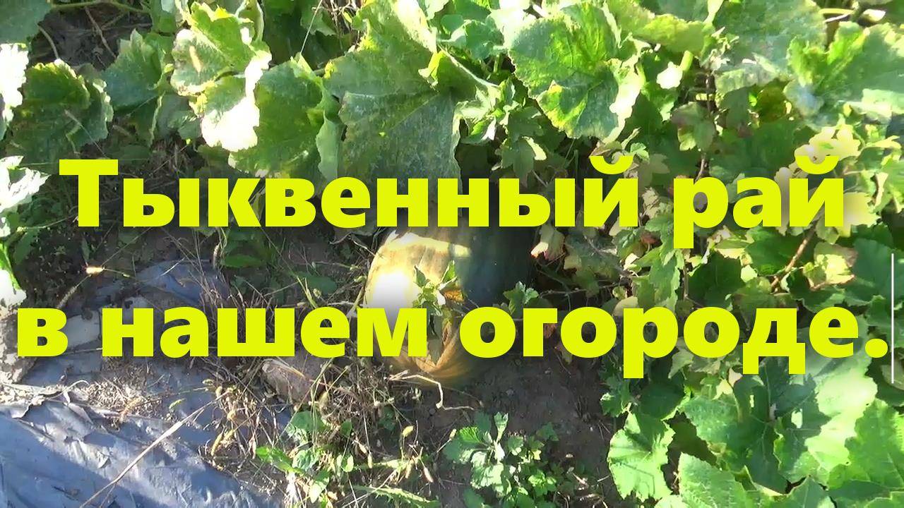 Наш маленький огород своими руками: домашняя тыква дала урожай в огороде.