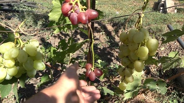 ГФ винограда ( Винсон) ( Гусар) (Данелия) Бурдак А В 2019 смотреть онлайн