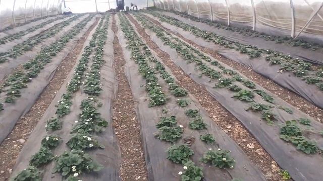 Массовое цветение клубники Мурано в феврале.
