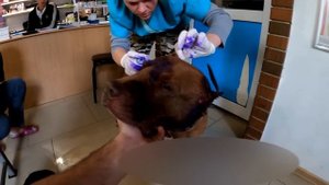Кровь +18, Видео сразу после драки Спайка и Мусы. Поехали со Спайком в ветклинику. Драка собак.