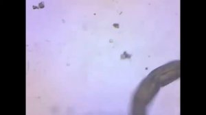 Личинка мокреца Ceratopogonidae