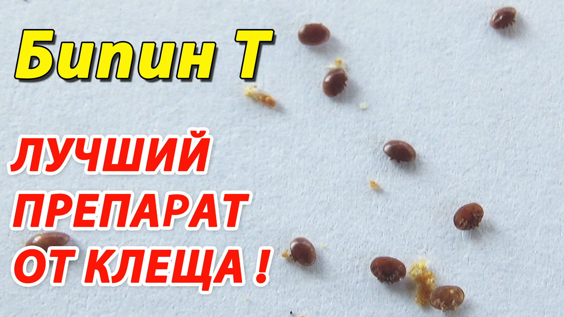 ЭФФЕКТИВНОСТЬ ПРЕПАРАТА БИПИН Т ПРИ ОБРАБОТКЕ ПЧЁЛ ОТ ВАРРОАТОЗА смотреть онлайн