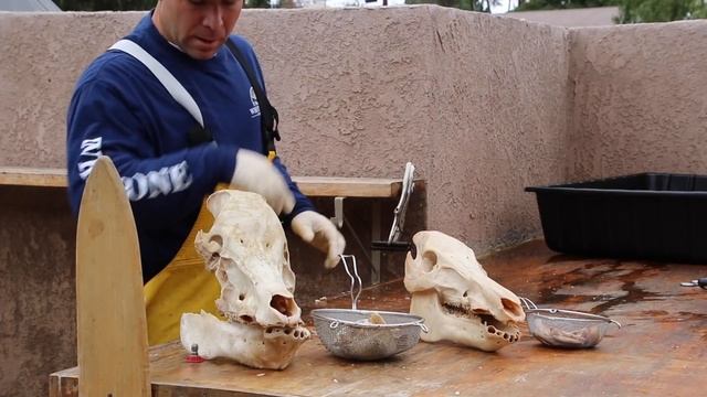 HOW TO CLEAN THE SKULL OF A 600 POUND PIG смотреть онлайн