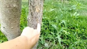 Яблоня Синап?, Алтайское румяное ?, Зелёнка сочная ? и другие сорта в саду.