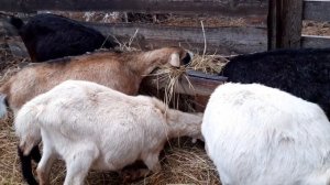 Как определить, что коза в охоте( готова к покрытию).?