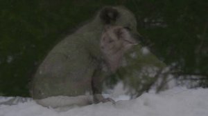 Животный мир зимой 4K HDR 60fps.mp4