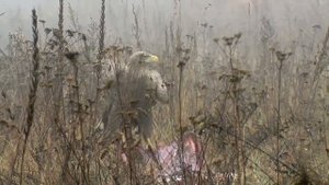 Орланы-белохвосты на приваде. White-tailed eagle on bait