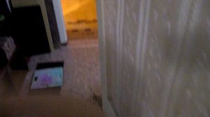 Невероятно! Мейн-кун Семён приносит игрушку как собака!