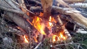 ЖИЗНЬ ЛЕСОРУБА | ВОЗИМ ЛЕС ХЛЫСТАМИ | ЗАБУКСОВАЛИ НА КАМАЗЕ